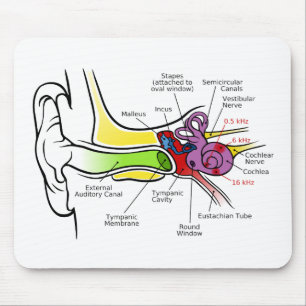 Human Ear Diagram with Cochlear Frequency Mapping Mouse Mat