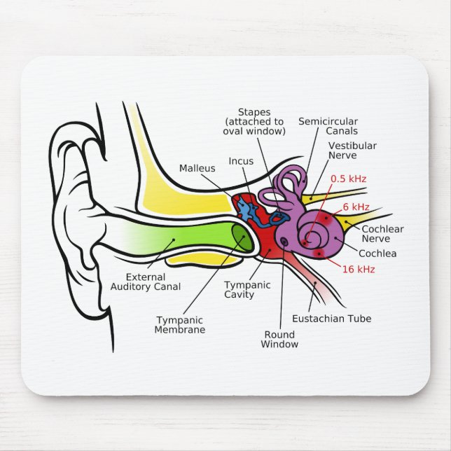 Human Ear Diagram with Cochlear Frequency Mapping Mouse Mat (Front)