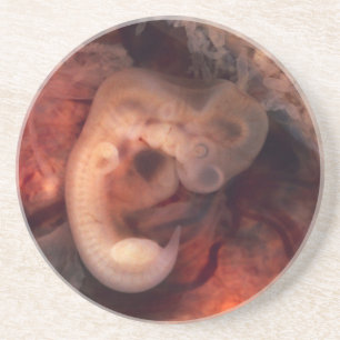 Human Embryo 7th Week of Pregnancy 5th Peek P.O. Coaster