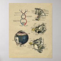 Human Eye Anatomy 1902 Vintage Print