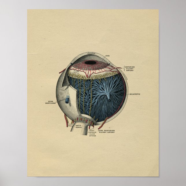 Human Eye Anatomy 1902 Vintage Print (Front)