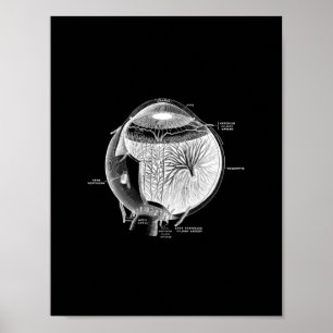 Human Eye Anatomy in Black and White print. Poster