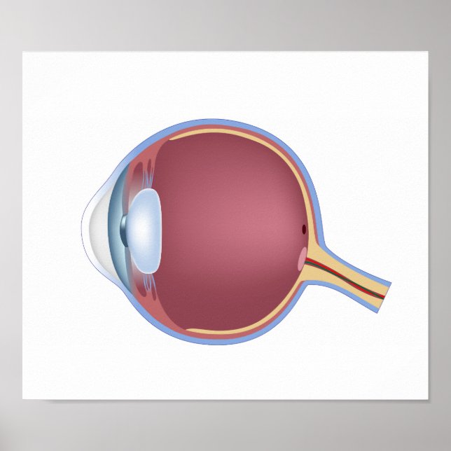 Human Eye Anatomy Poster (Front)