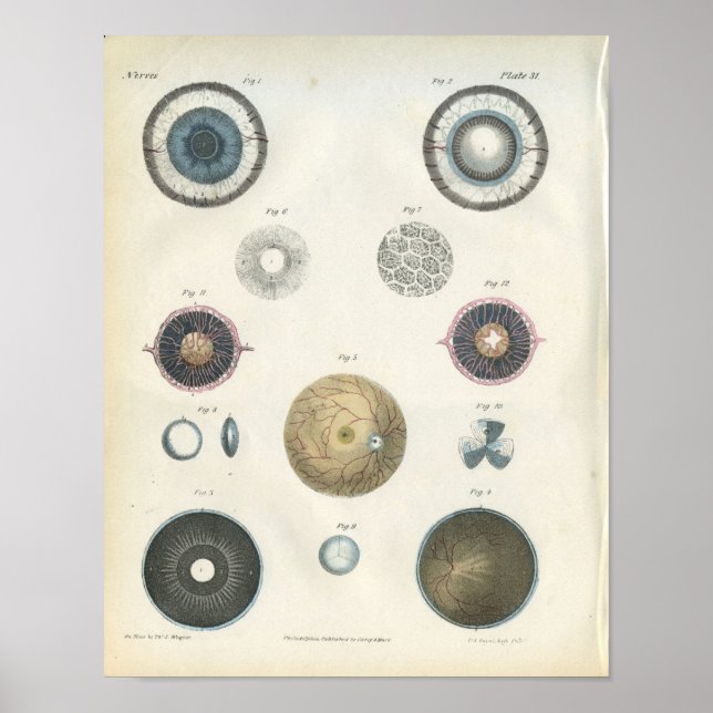 Human Eye Internal Anatomy Print (Front)