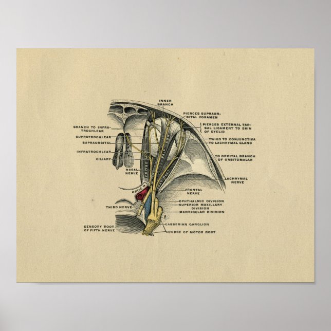 Human Eye Nerves Anatomy 1902 Vintage Print (Front)