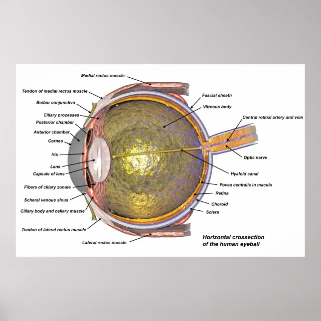Human eye poster | Zazzle