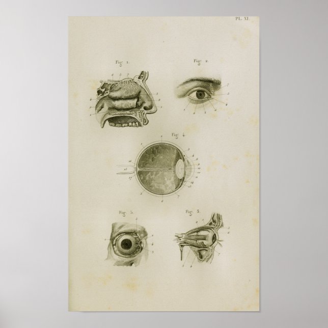 Human Eye Vision Vintage Anatomy Print (Front)