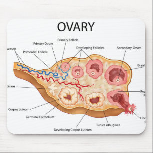 Human Female Ovary Mouse Mat