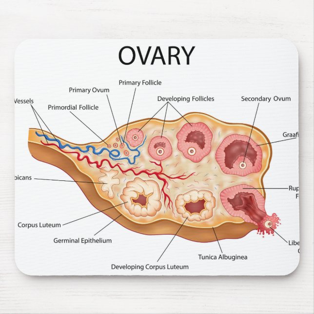 Human Female Ovary Mouse Mat (Front)