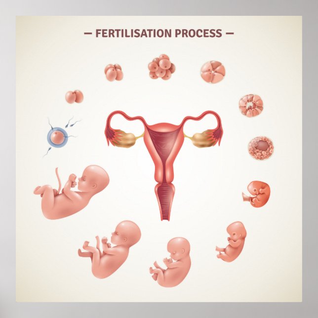 Human Fertilisation cess Poster (Front)