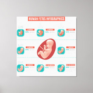Human Foetus Infographics Canvas Print
