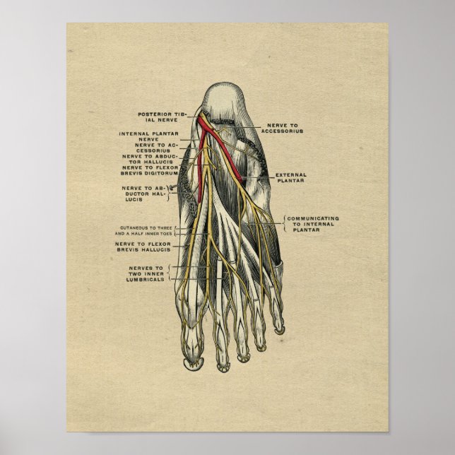 Human Foot Anatomy 1902 Vintage Print (Front)