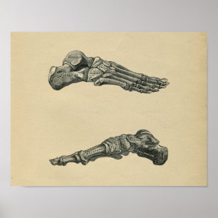 Human Foot Anatomy 1902 Vintage Print