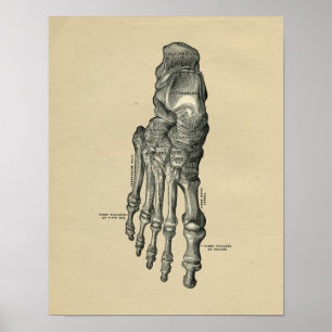 Human Foot Anatomy 1902 Vintage Print