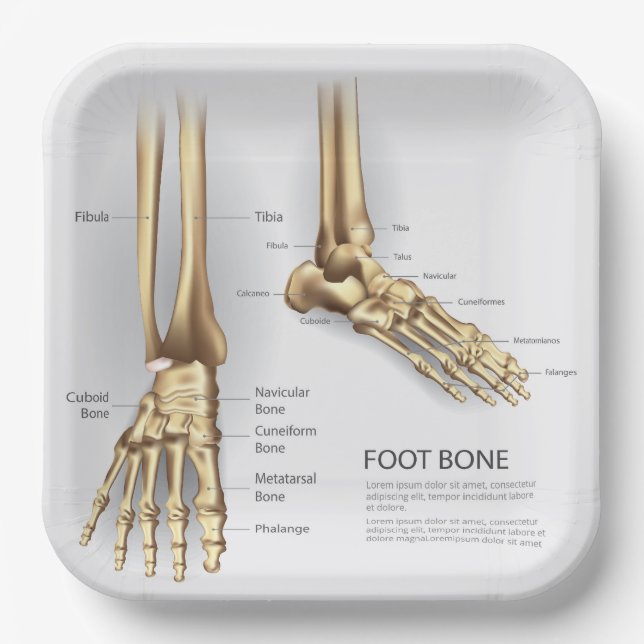 Human Foot Bone Paper Plate (Front)