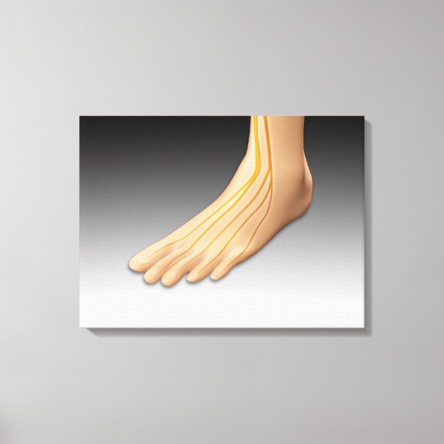 Human Foot With Nervous System 2 Canvas Print (Front)