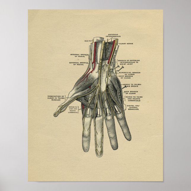 Human Hand Anatomy 1902 Vintage Print (Front)
