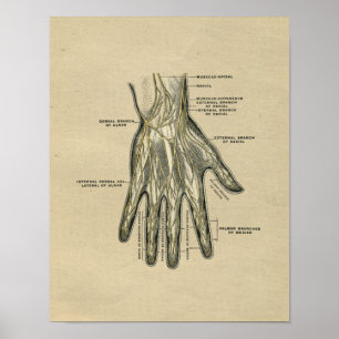 Human Hand Anatomy 1902 Vintage Print