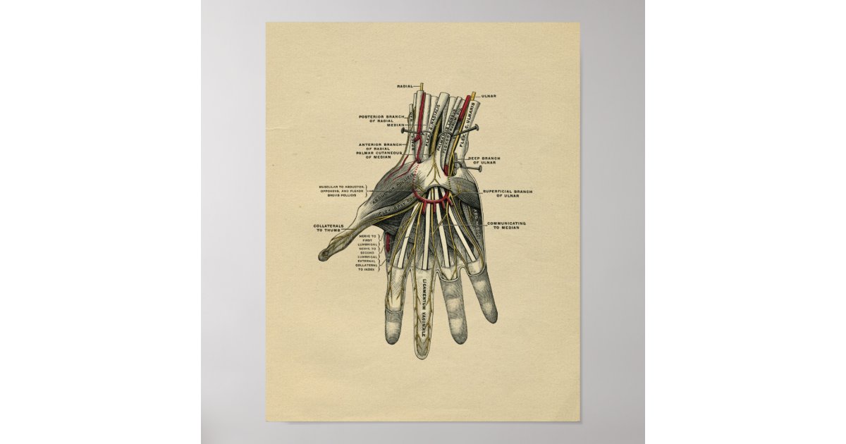 Human Hand Anatomy 1902 Vintage Print | Zazzle.co.uk