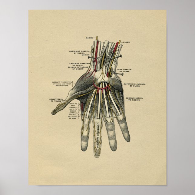 Human Hand Anatomy 1902 Vintage Print (Front)