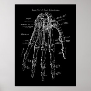Human Hand Bone Anatomy Art Poster