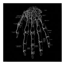 Human Hand Bones Anatomy Illustration Old Medical