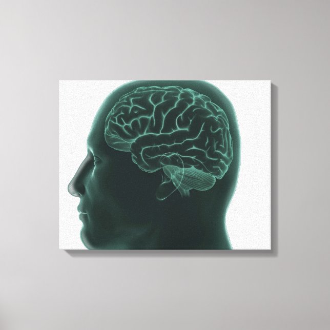 Human head in profile showing the brain canvas print (Front)