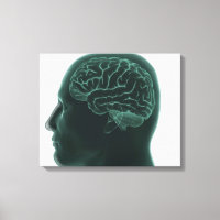 Human head in profile showing the brain