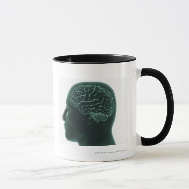 Human head in profile showing the brain mug (Right)