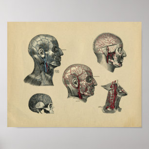 Human Head Neck Anatomy 1902 Vintage Print