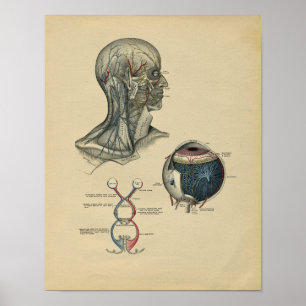 Human Head Neck Anatomy 1902 Vintage Print