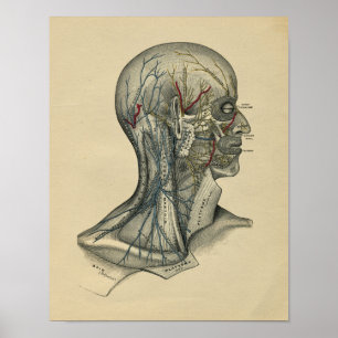 Human Head Neck Anatomy 1902 Vintage Print