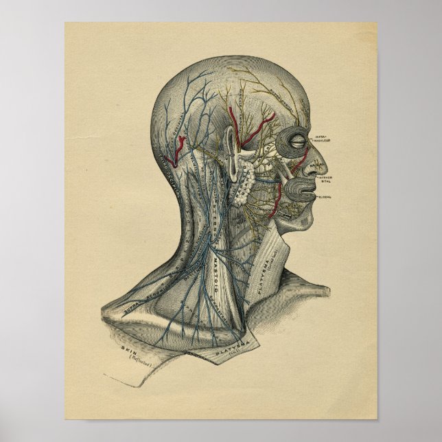 Human Head Neck Anatomy 1902 Vintage Print (Front)