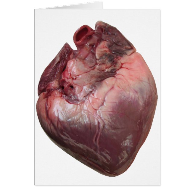 Human Heart (Front)