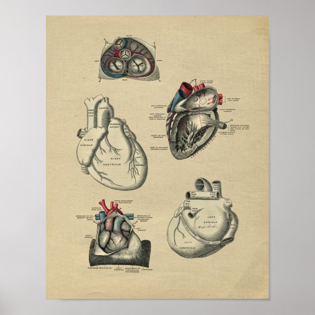Human Heart Anatomy 1902 Vintage Print (Front)
