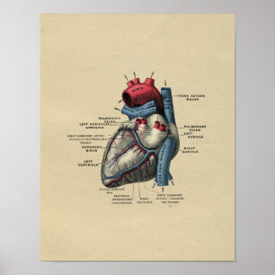 Human Heart Anatomy 1902 Vintage Print