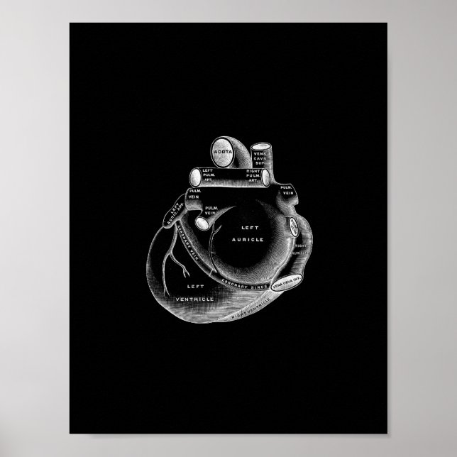 Human Heart Anatomy in Black and White Print (Front)