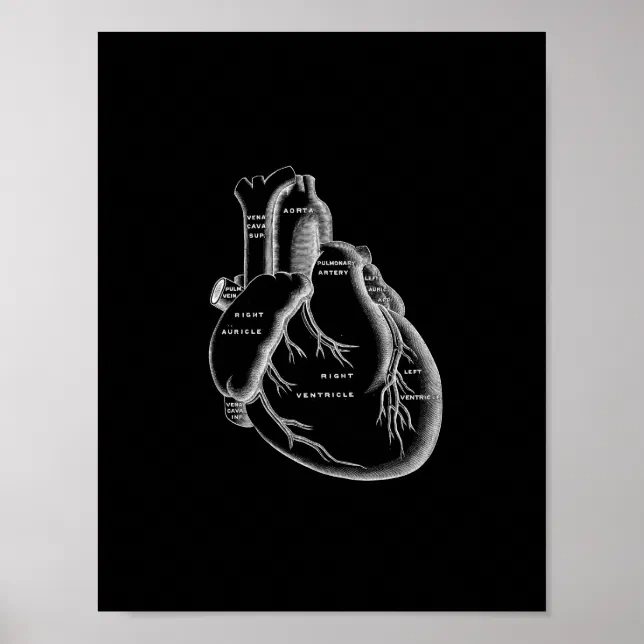 Human Heart Anatomy in Black and White Print | Zazzle