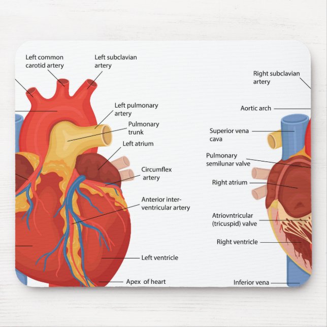 Human heart anatomy mouse mat (Front)