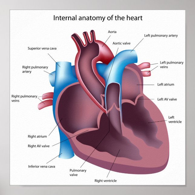 Human Heart Anatomy Poster (Front)