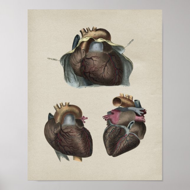 Human Heart Anatomy Vintage Print (Front)