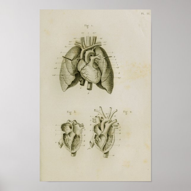 Human Heart and Lungs Vintage Anatomy Print (Front)