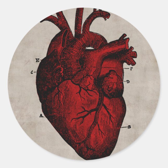 Human Heart Classic Round Sticker (Front)