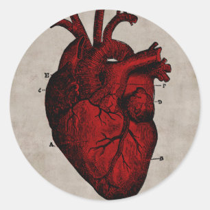 Human Heart Classic Round Sticker