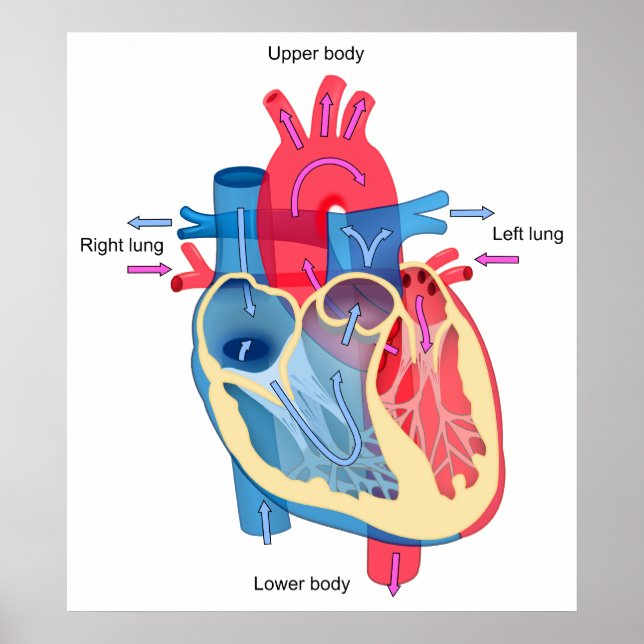 Human Heart Diagram Showing Blood Oxygen Pathways Poster (Front)