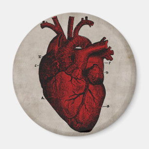 Human Heart Magnet