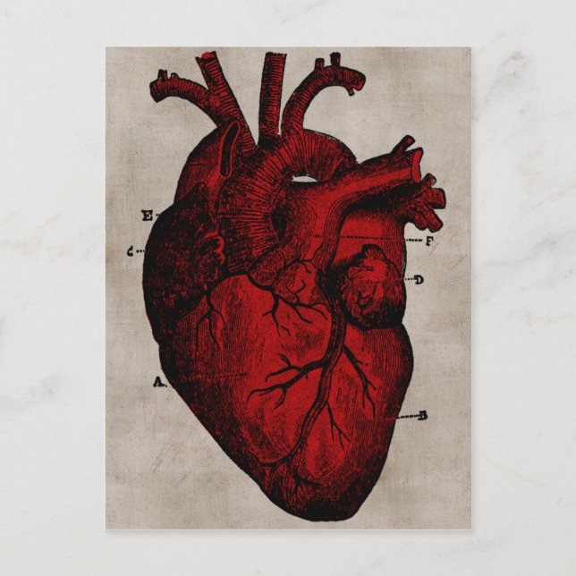 Human Heart Postcard (Front)