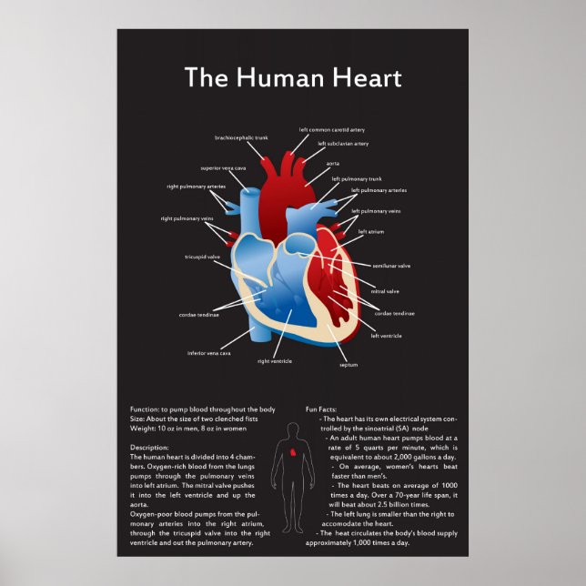 Human Heart Poster (Front)