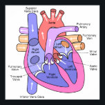 Human Heart Poster<br><div class="desc">A diagram of the human heart.</div>