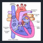 Human Heart Poster<br><div class="desc">A diagram of the human heart.</div>